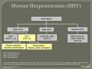 Human Herpesviruses (HHV) Chart