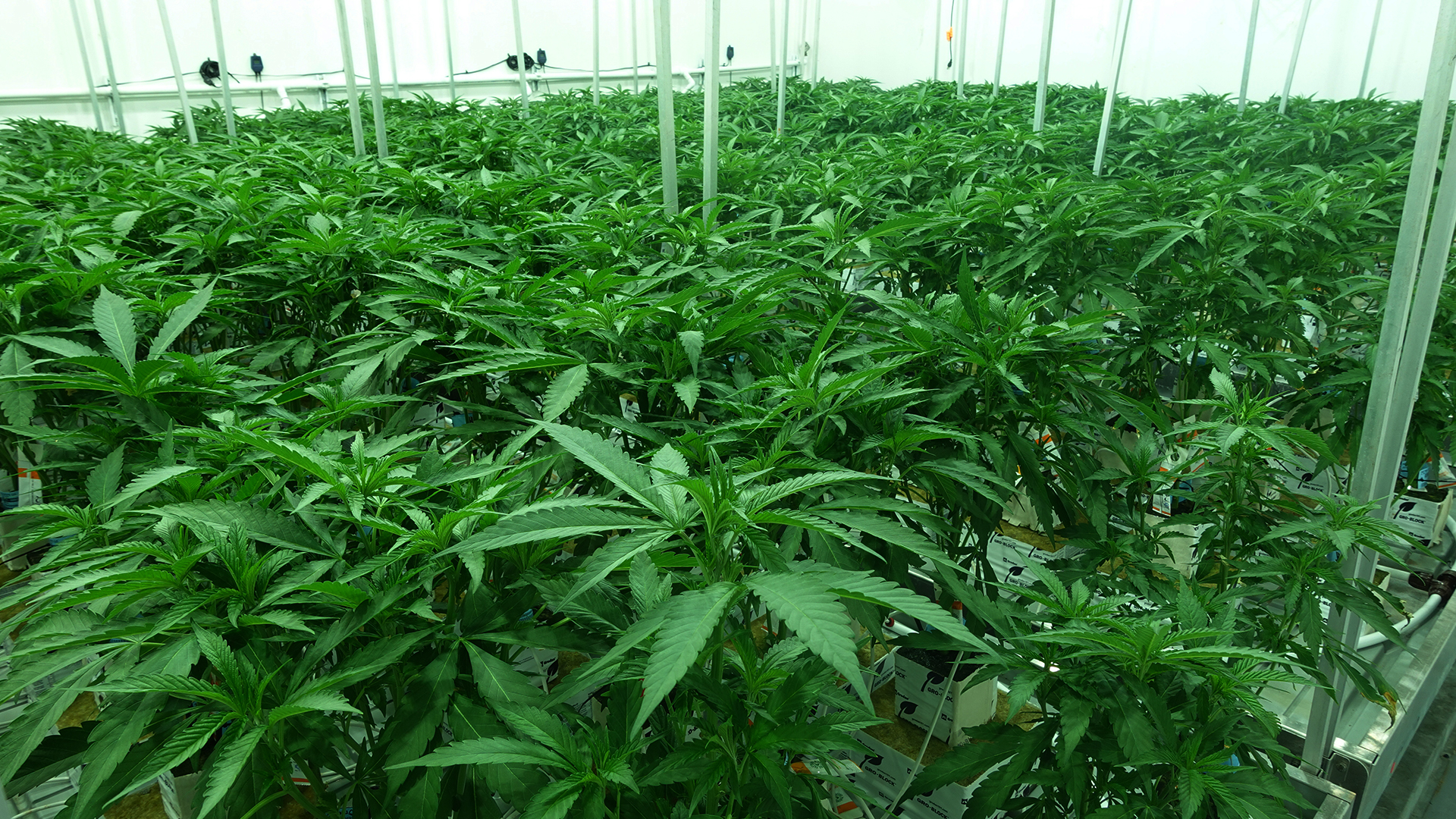 stella farms veg room